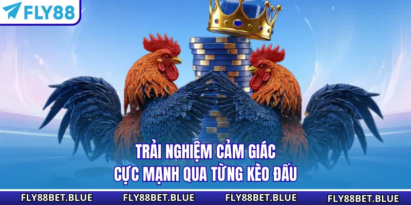 Trải nghiệm cảm giác cực mạnh qua từng kèo đấu